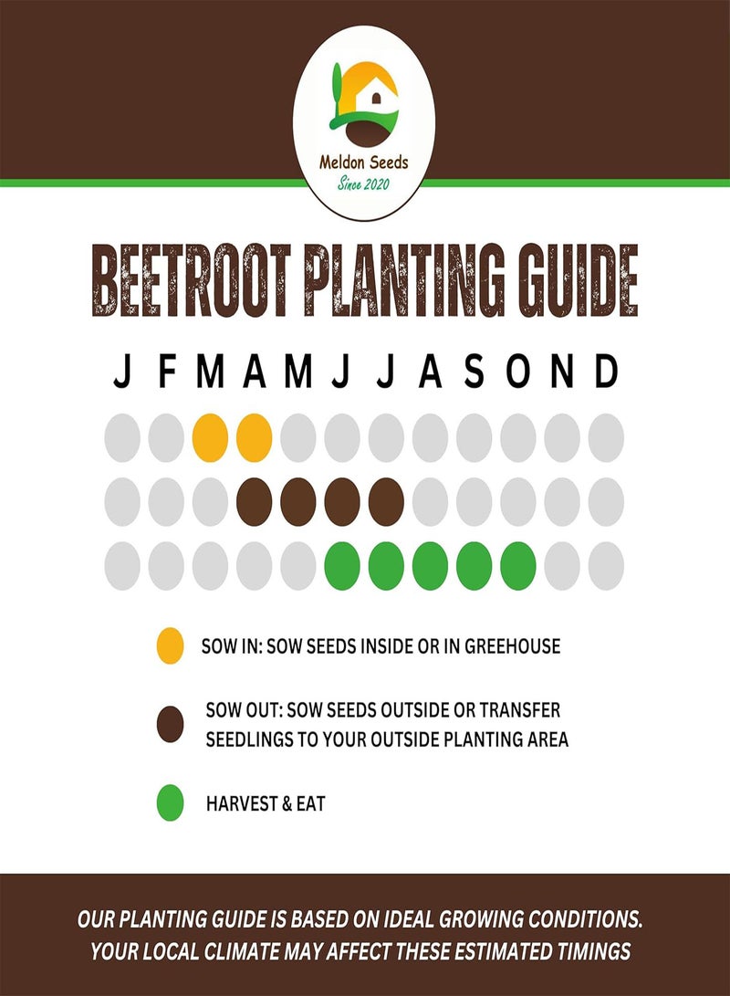 GGOOT Beetroot Chioggia Seeds – 20 Fresh Red and White Ringed Beetroot Seeds – Suitable Indoor and Outdoor Planting in Beds, Pots or Soil in Allotment, Balcony or Garden – Packed in UK b - Image 3