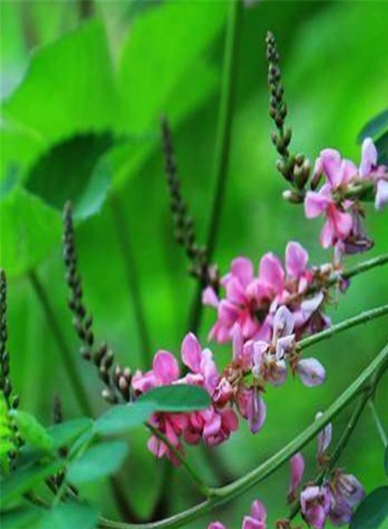 GGOOT 100Pcs Seedlings Pack | Horse Buckthorn Herb Seeds Kit Fast Growing Long Growth Period Plants Seeds for Home Yards Seeds 1size  - Image 1