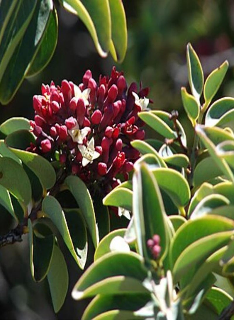 GGOOT Sandal Wood Red, Chandan Red (Pterocarpus Santalinus) Seeds (20) - Image 3