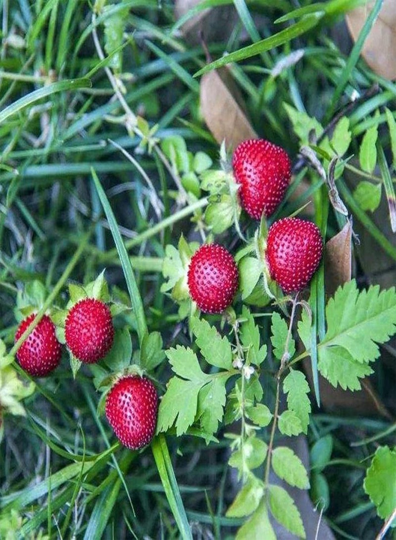جي جوت 100 قطعة من بذور التوت الأحمر للزراعة في الحدائق الخارجية، قدرة قوية على التكيف، مناسبة للمبتدئين والبستانيين المبتدئين - Image 2