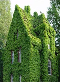 GGOOT Green Boston Ivy Seeds Ivy Seeds for The Garden 10pcs 