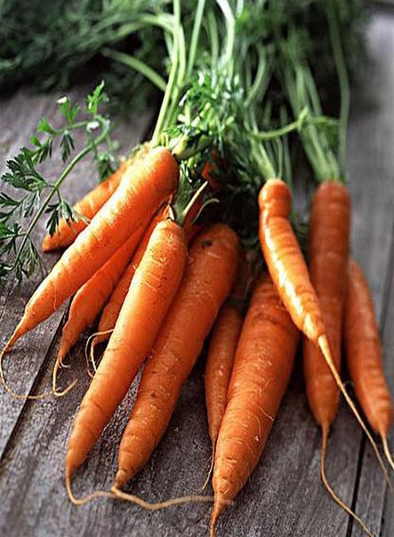 جي جوت 100 قطعة من بذور الجزر غير المعدلة وراثيًا، وهي خضروات تراثية للزراعة في الفناء، عملية بسيطة ومناسبة لأي شخص يريد الزراعة - Image 2