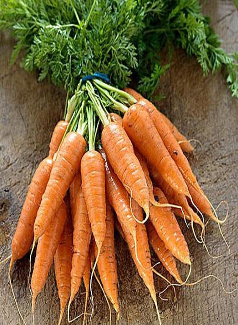 جي جوت 100 قطعة من بذور الجزر غير المعدلة وراثيًا، وهي خضروات تراثية للزراعة في الفناء، عملية بسيطة ومناسبة لأي شخص يريد الزراعة - Image 1