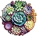 Mys Aurora Unique Wooden Jigsaw Puzzles Mandala Succulent Plants 500 Pcs King Size 169 x 163 Luxurious Shaped Wood Puzzle Beautiful Package Best Gift for Adults and Kids Family Game - Image 3