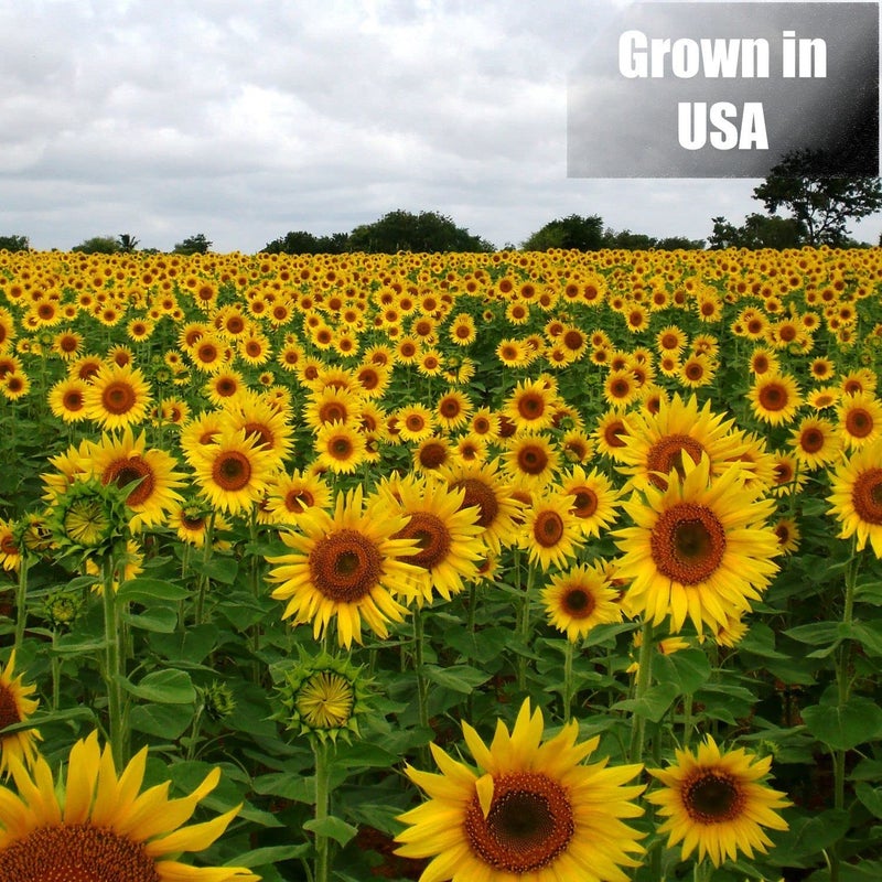 Old Potters Wildlife Black Oil Sunflower Seeds for Birds and Wildlife, Non-GMO & USA Grown on Small Farms (12 lbs) - Image 5