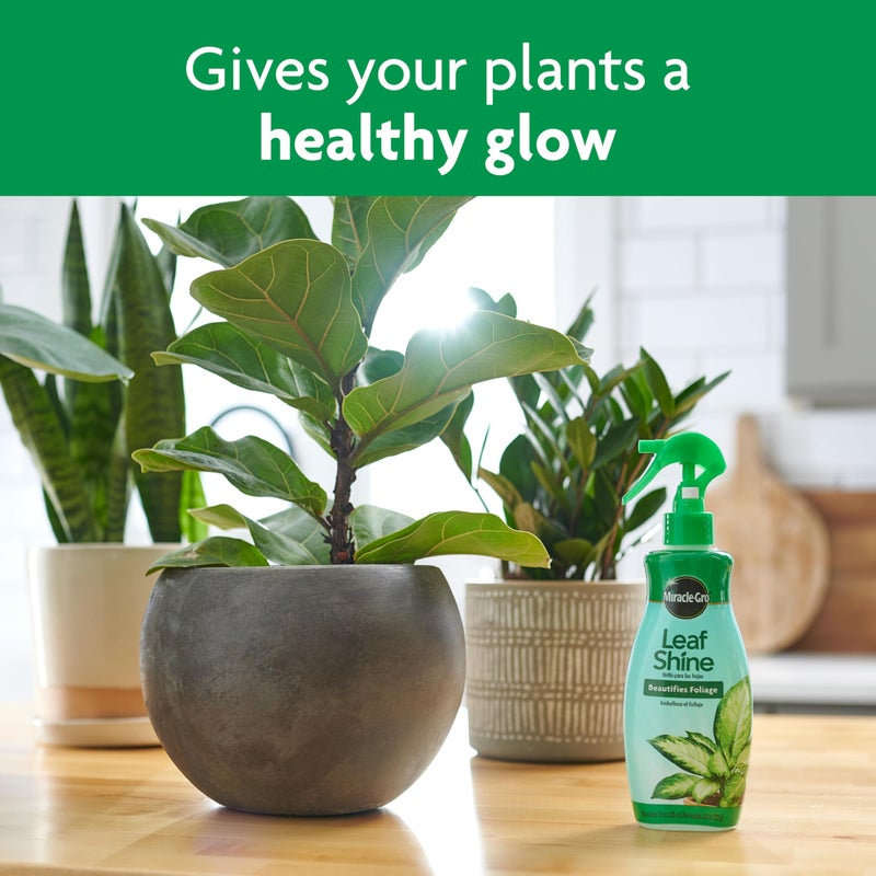 Miracle-Gro Leaf Shine, 8-Ounce Green - Image 5