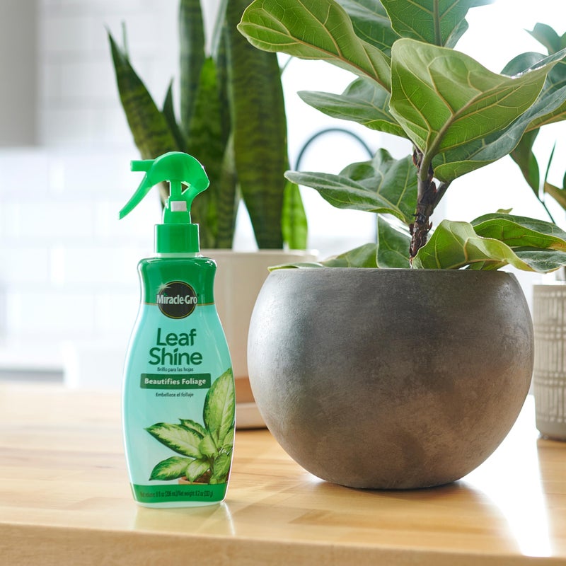 Miracle-Gro Leaf Shine, 8-Ounce Green - Image 3