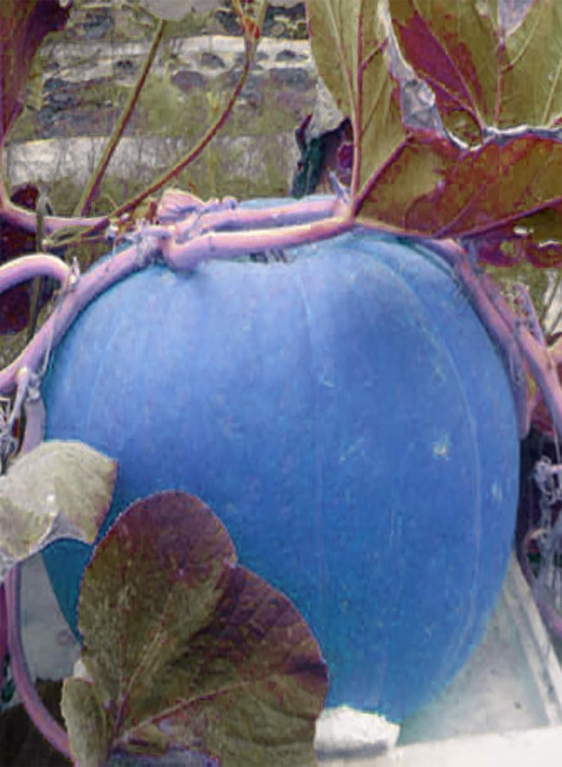 جي جوت بذور بذور خضراء، آمنة وغير ضارة وغير معدلة وراثيًا، كيس واحد من بذور اليقطين الأزرق، نبات سنوي طبي جديد، بذور اليقطين الكمثرى للمزرعة، بذور اليقطين الزرقاء - Image 3