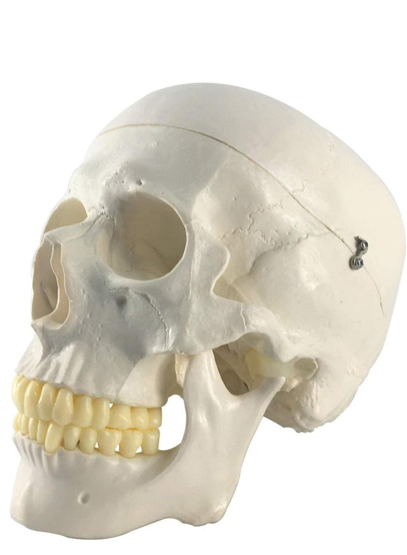 جمجمة بشرية تشريحية - نسخة بالحجم الطبيعي مثالية للتعليم الطبي - Image 2