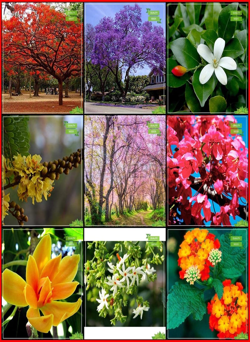 GGOOT Planting Seeds Combo Tree Seeds : Jacaranda, Delonix Regia, Orange Jessamine, Copperpod, Prunus Puddum, Champak, Apple Blossom, Nyctanthes Arbortristis, Tickberry Kitchen Garden Pack  - Image 2
