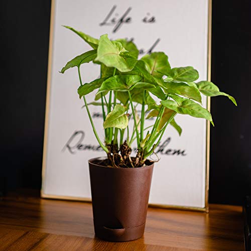 garbnoire Self Watering Planter Pot with Bottom Tray/Plate - (4 inch) Indoor Outdoor Balcony Plant Pot | Home Garden Office Flowering Container Cover | Living Room Decor (Coffee, Set of 5) - Image 1