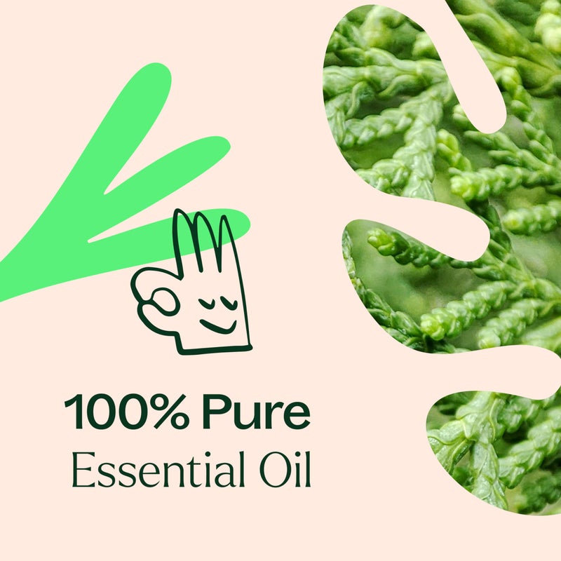 Plant Therapy Deodorizing Essential Oil Blend 100 mL (3.3 oz) 100% Pure, Undiluted, Therapeutic Grade - Image 5