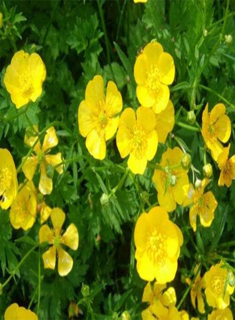 GGOOT 500 Seeds of Meadow Buttercup - Image 2