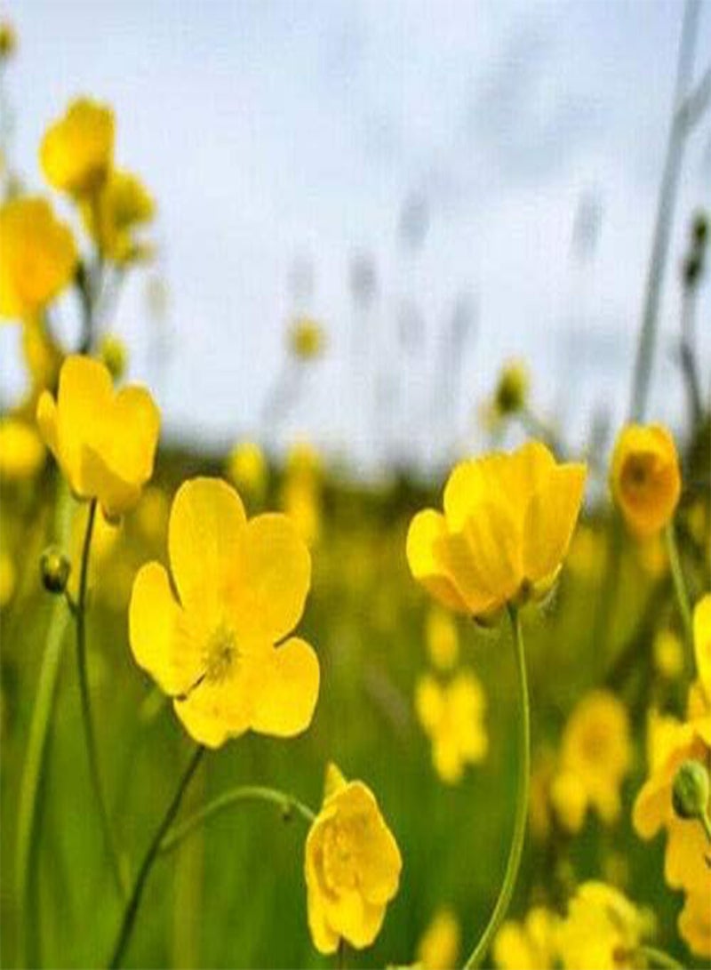 GGOOT 500 Seeds of Meadow Buttercup - Image 1