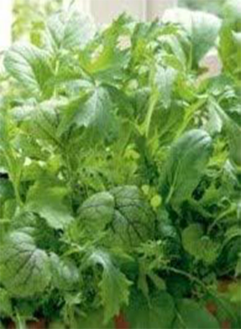 جي جوت بذور الخضار، سلطة أوراق بذور الخضار السريعة، مزيج شرقي حار