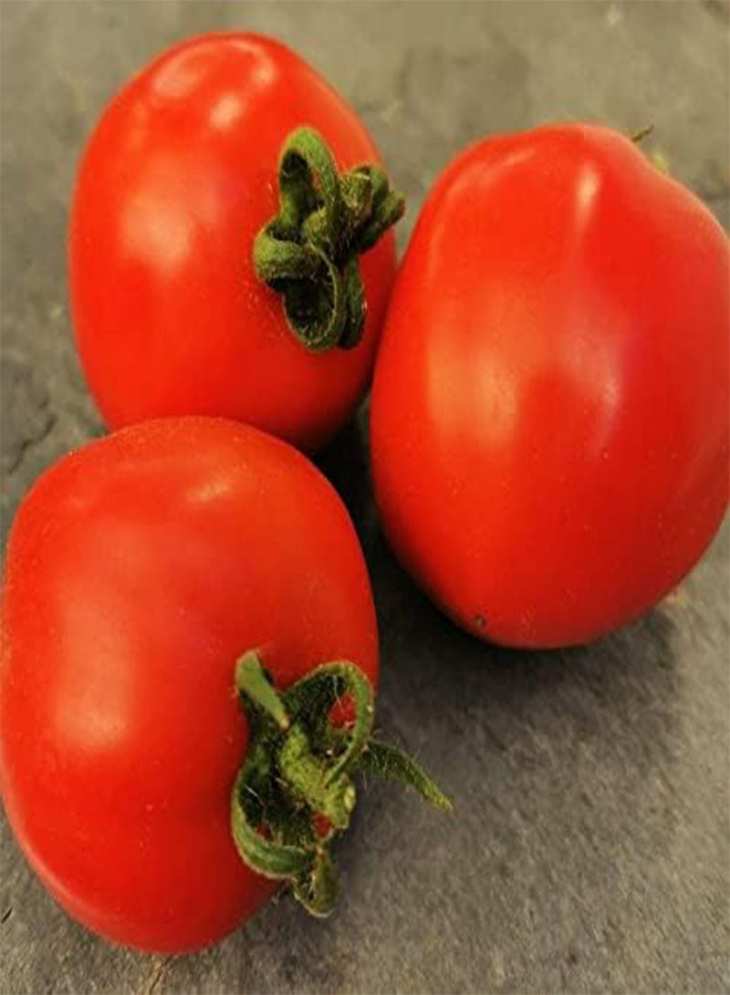 GGOOT Floridade Tomato Seeds - 10+ Count Packet - for 2024 Heat Tolerant Hot Weather Garden Vegetable Summer Red Fruit Vegetable - Image 2