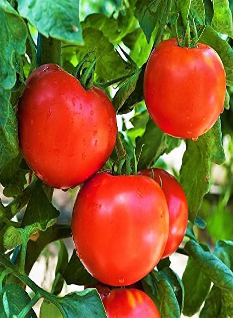 GGOOT Floridade Tomato Seeds - 10+ Count Packet - for 2024 Heat Tolerant Hot Weather Garden Vegetable Summer Red Fruit Vegetable - Image 1