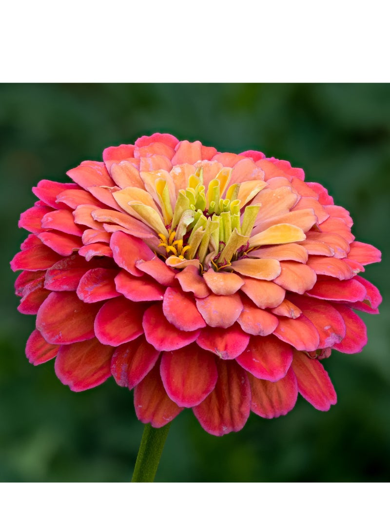 vsell24 Pack of 3 Mixed Color Zinnia elegans Seeds For Planting Outdoor ,Heirloom Non-GMO 90% Germination, Open Pollinated, Wonderful Gardening Gifts - Image 1
