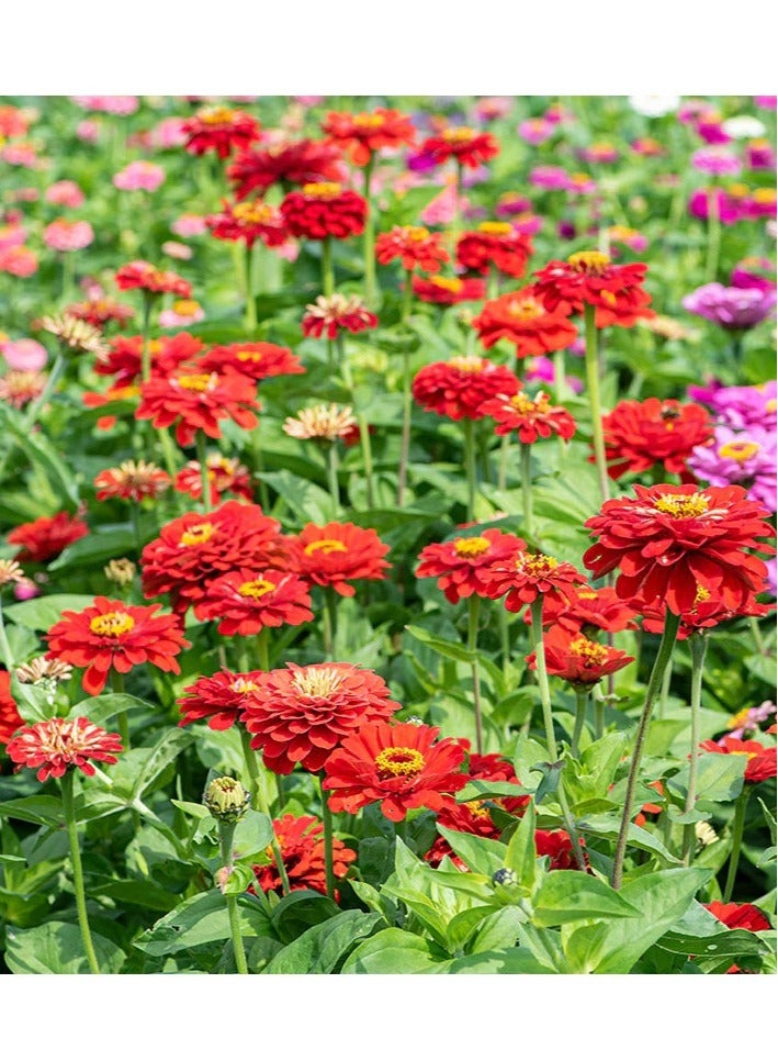 vsell24 Pack of 3 Mixed Color Zinnia elegans Seeds For Planting Outdoor ,Heirloom Non-GMO 90% Germination, Open Pollinated, Wonderful Gardening Gifts - Image 2