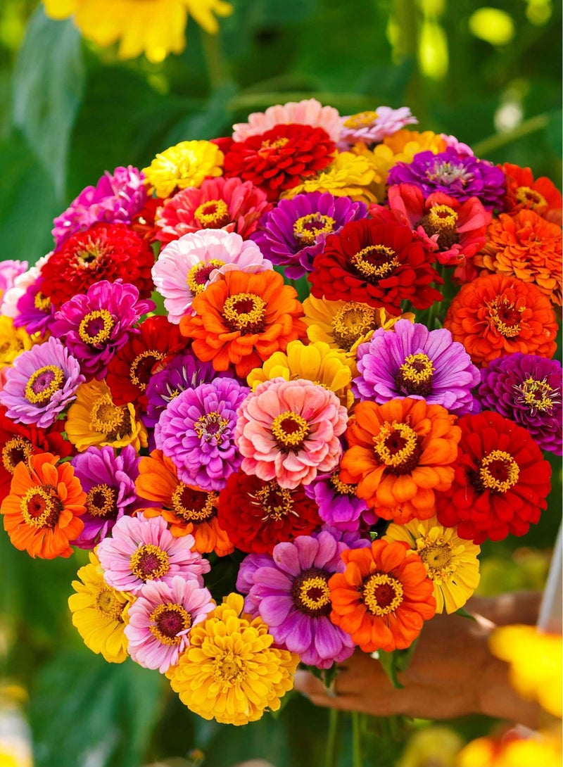 vsell24 Pack of 3 Mixed Color Zinnia elegans Seeds For Planting Outdoor ,Heirloom Non-GMO 90% Germination, Open Pollinated, Wonderful Gardening Gifts - Image 3