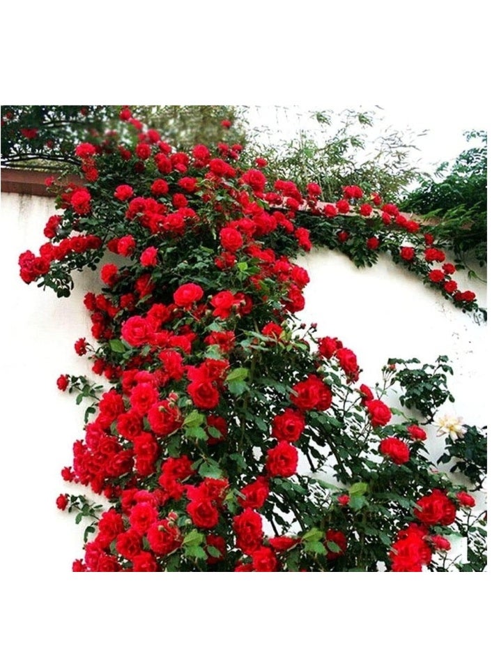 43℃ 500Pcs Climbing Rose Seeds Red Color For Garden Planting - Image 1