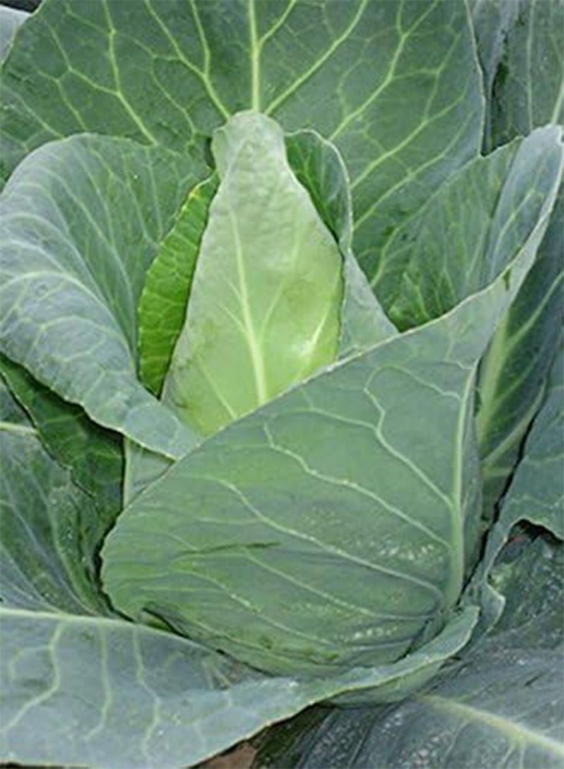 GGOOT Heirloom Heritage Brassica Pointed Spring Cabbage Early Jersey Wakefield 100 Seeds. Certified  Organic Grower