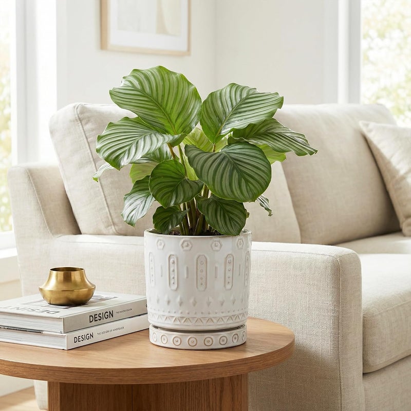 Eightpot 6 Inch Ceramic Planter Pot Plant Pot with Drainage Hole and Saucer, Round Large Flower Pot for Indoor Plants Outdoor Garden Planter Pot, Off White - Image 4
