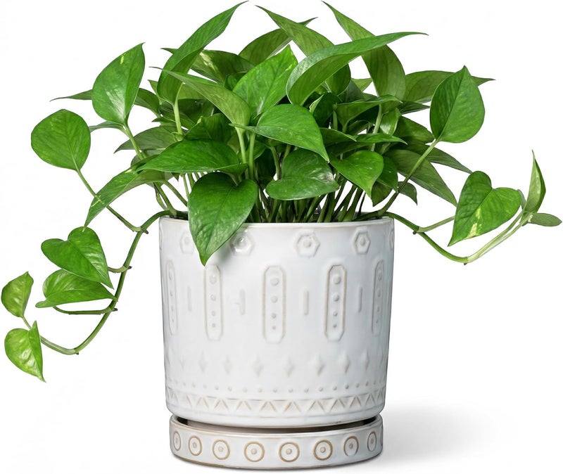 Eightpot 6 Inch Ceramic Planter Pot Plant Pot with Drainage Hole and Saucer, Round Large Flower Pot for Indoor Plants Outdoor Garden Planter Pot, Off White - Image 1