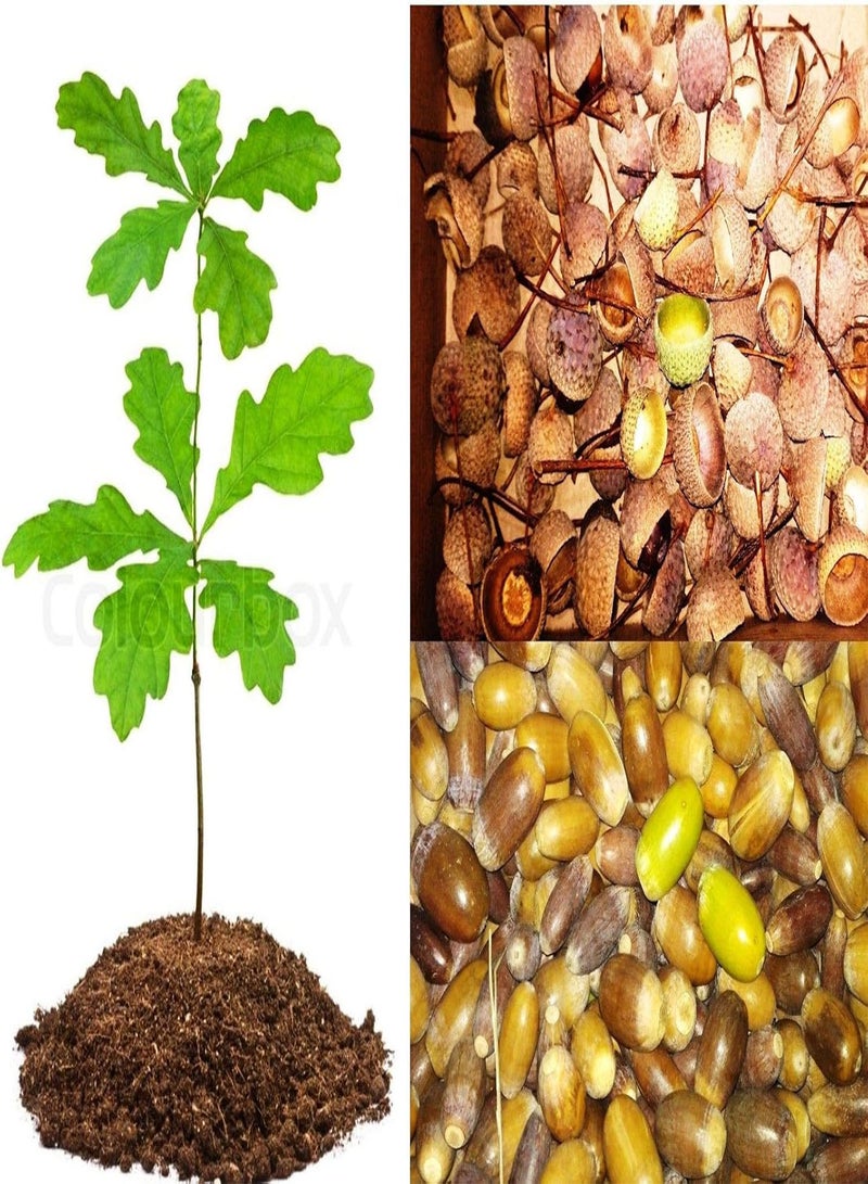 GGOOT 20x Real Caps: Live Tree Real Seeds Quercus Robur Rubra Stem European Caps - Image 1