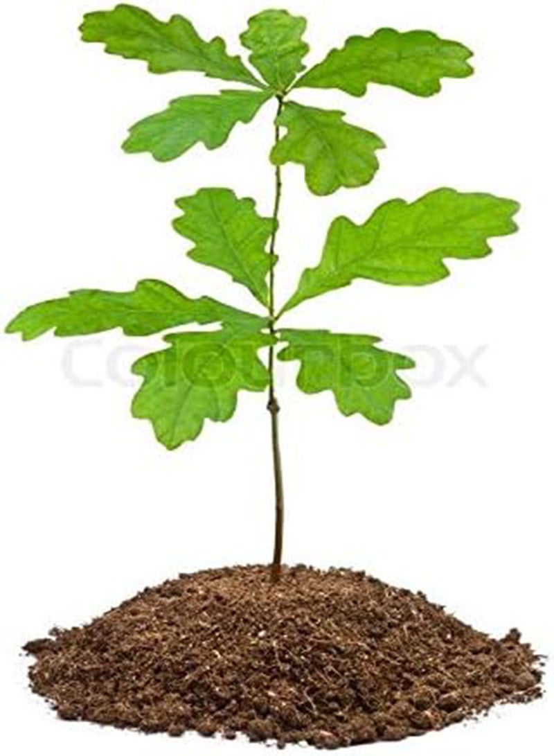 GGOOT 20x Real Caps: Live Tree Real Seeds Quercus Robur Rubra Stem European Caps - Image 2