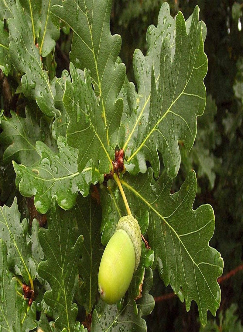 GGOOT 20x Real Caps: Live Tree Real Seeds Quercus Robur Rubra Stem European Caps - Image 5
