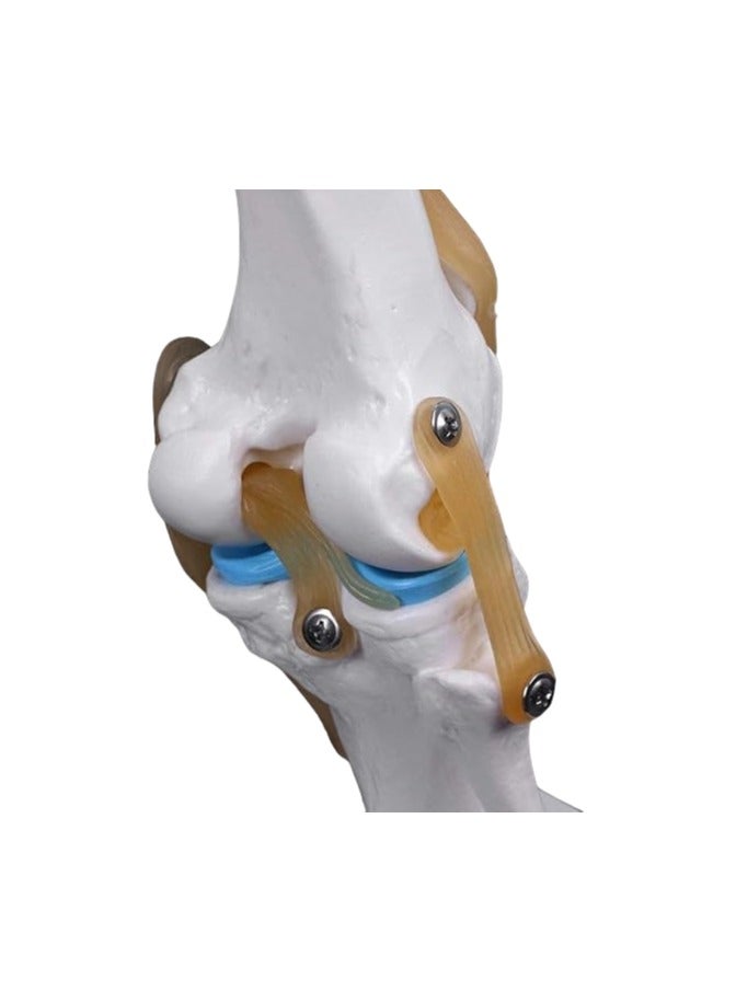 AKM Life-Size Knee Joint - Image 2
