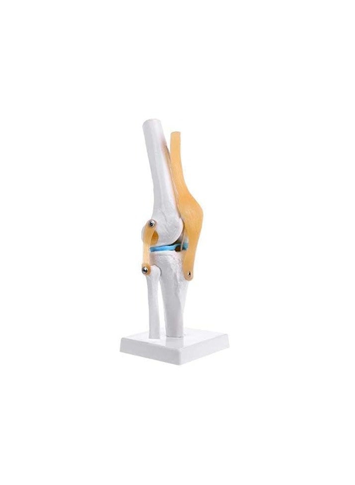 AKM Life-Size Knee Joint - Image 3