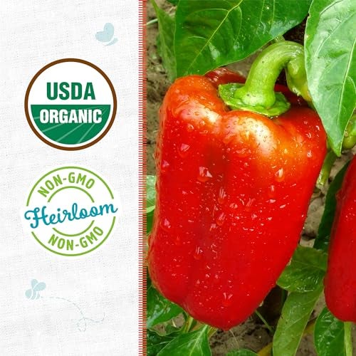 Back to the Roots 100% Organic Seed Packet Bell Pepper 'Sweet Cal Wonder' - Image 2
