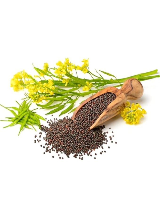 بذور لفت عالية الجودة - Image 1