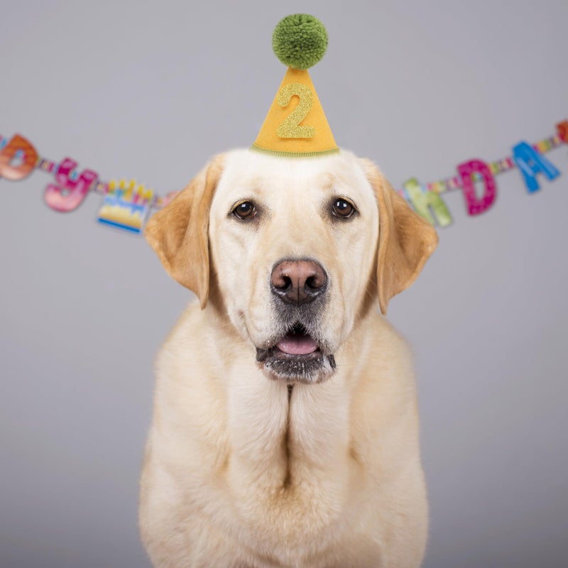 LINGANA Pet Birthday Hat with Interchangeable Numbers 1-10 | Adjustable Pet Party Cone Hat for Dogs & Cats | Puppy Birthday Photo Props for 1st to 10th Birthday Celebrations (Yellow Green Birthday Pet Hat) - Image 3