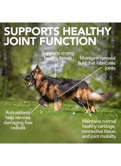 Vet's Best Advanced Hip & Joint Dog Supplements | Formulated with Glucosamine and Chondroitin to Support Dog Joint and Cartilage Health (3165810242) - pzsku/Z4BB53616D87198F72478Z/45/_/1737032053/53f3d906-ef72-451b-af1e-b341c8729d8e