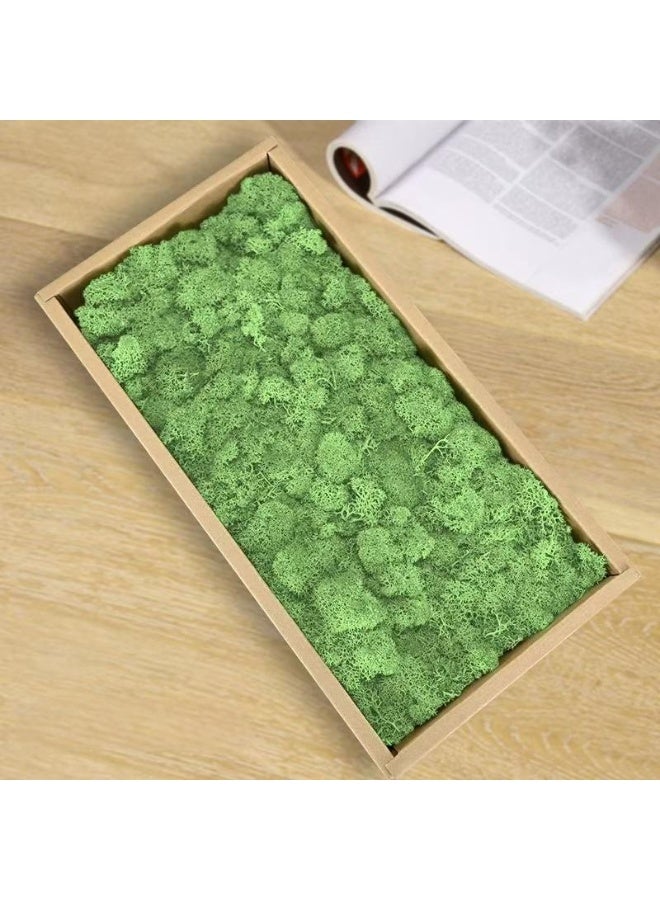 RYK-Natural Preserved Dried Reindeer Lichen Moss， Handmade, elegant moss wall decoration - zero maintenance, perfect for home, office, and wedding venues - Image 1