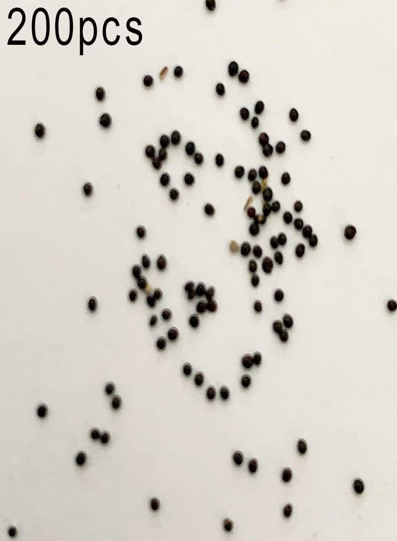 GGOOT 200Pcs Colorful Floral Plants Seeds Pack - Linaria Flower Plant Seedlings for Emergency Balcony Backyard Garden Office Growing Linaria Seeds 1 - Image 2