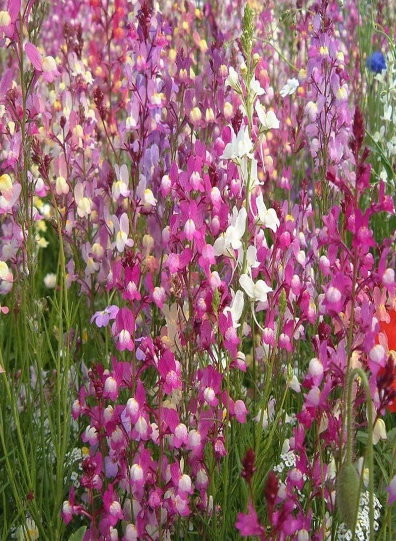 GGOOT 200Pcs Colorful Floral Plants Seeds Pack - Linaria Flower Plant Seedlings for Emergency Balcony Backyard Garden Office Growing Linaria Seeds 1 - Image 1
