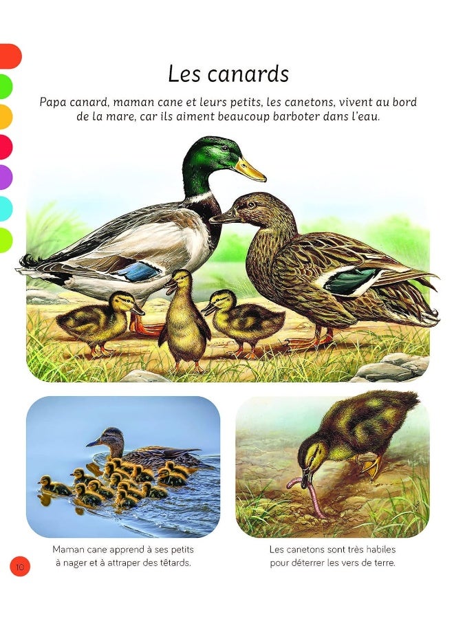 L'imagerie - Les animaux - Image 4