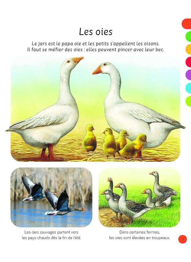 L'imagerie - Les animaux - pzsku/Z4BD34F548F730D2CC422Z/45/_/1739453147/49302a20-8432-4c4d-82dd-7a51f63220e3