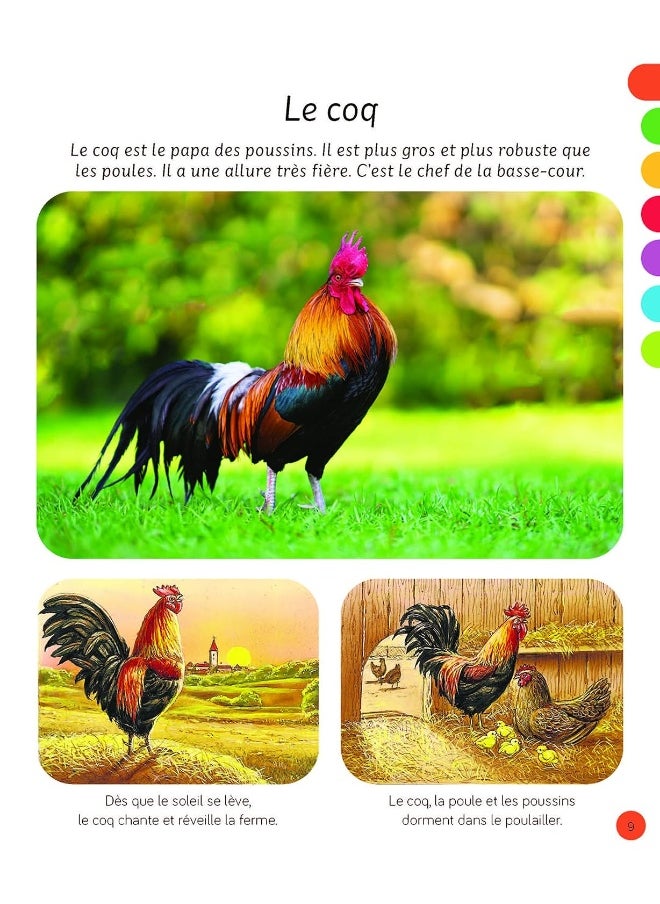 L'imagerie - Les animaux - pzsku/Z4BD34F548F730D2CC422Z/45/_/1739453148/69fc6b93-e85a-4fe5-a8b6-2a567d8ccba4