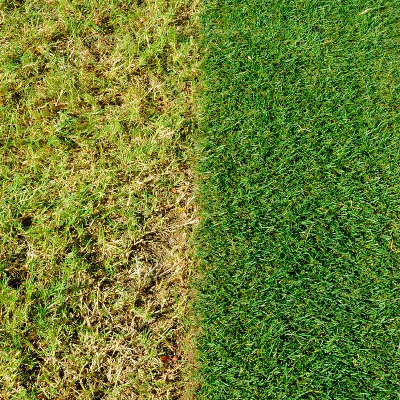 Miracle-Gro Complete 4 in 1 Lawn Food, 80 m² carton, Lawn Food, Weed & Moss Control - Image 5
