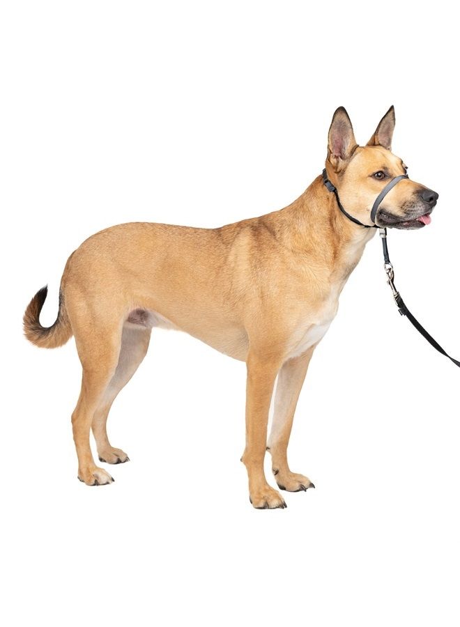 PetSafe Gentle Leader No-Pull Dog Headcollar - The Ultimate Solution to Pulling - Redirects Your Dog's Pulling for Easier Walks - Helps You Regain Control - Medium, Charcoal