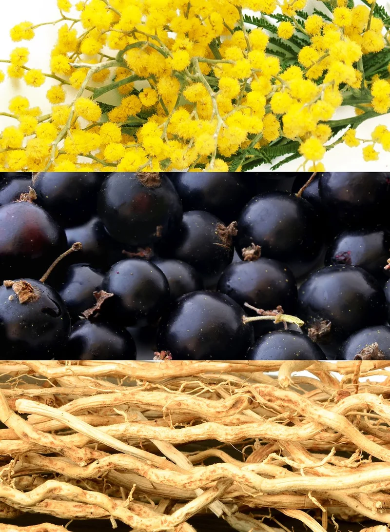 لاكوست عطر ل.۱٢.۱٢ ألغنت للنساء أو دو تواليت 90 مل