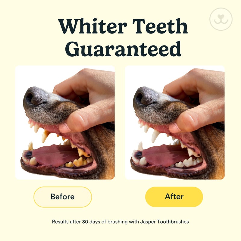 Jasper Dog Toothbrush, 360 Degree Dog Tooth Brushing Kit, Cat Toothbrush, Canine Dental Care & Teeth Cleaning Kit, Pet Finger Tooth Brush, Use with Pet Toothpaste, 2-Pack Clear - Image 3