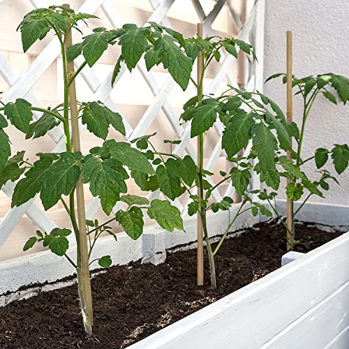 BOVITRO Plant Stakes,18 Inches Natural Garden Bamboo Sticks,BOVITRO 20Pcs Plant Support Stakes for Tomatoes,Beans,Vegetable and Potted Plants - Image 4