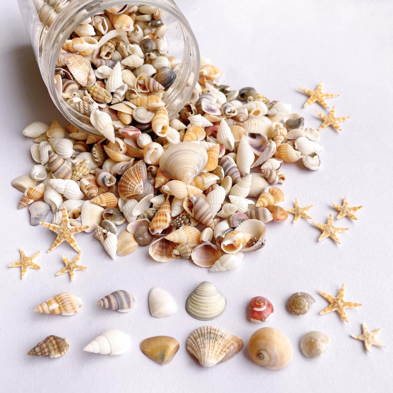 1200 PCS Tiny Sea Shells 10 Small Starfish Mixed Ocean Beach Spiral Seashells for Fish Tank and Vase Filler Beach Theme Party Wedding Decor DIY Craft Supplies