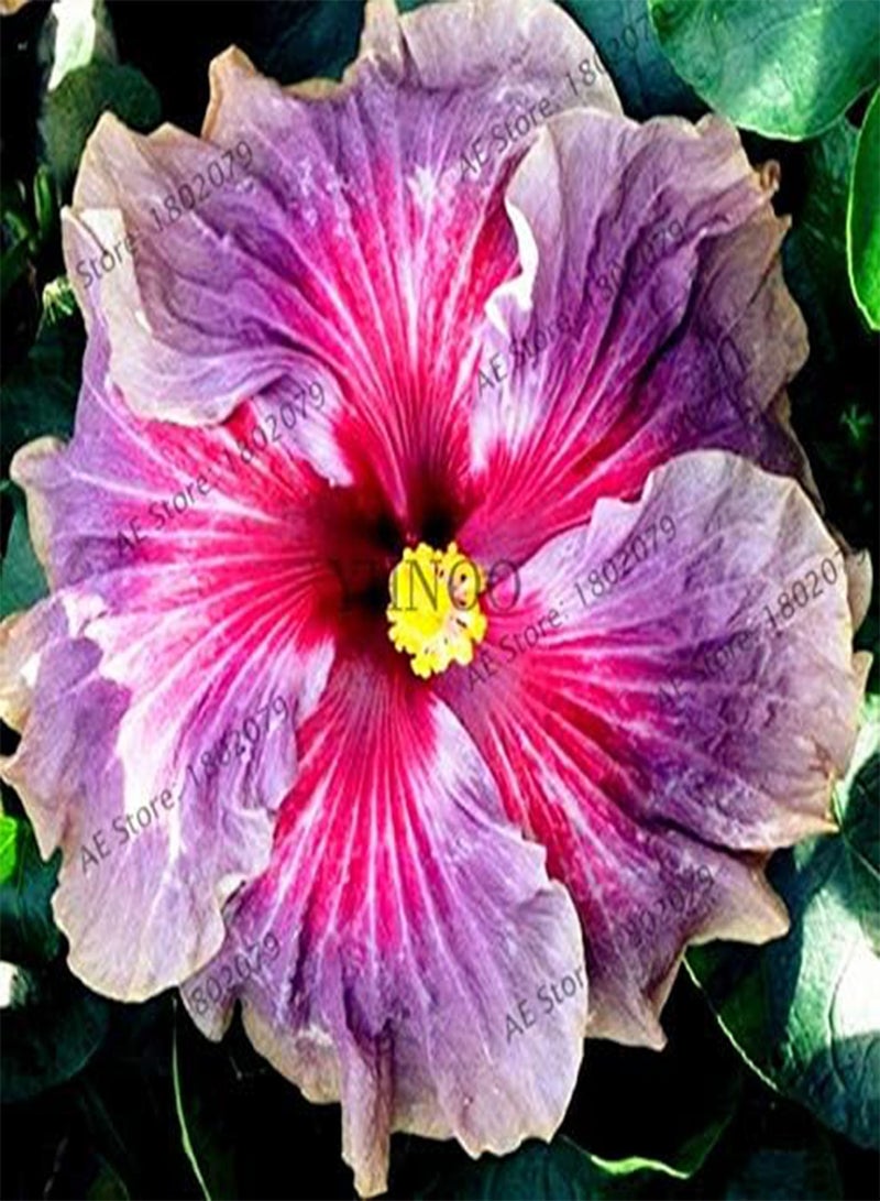 جي جوت بذور جديدة من زهرة الكركديه المعمرة للزراعة، مكونة من 105 قطعة، متنوعة 4 - Image 1